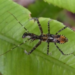 Reduviidae (family) at Acton, ACT - 24 Dec 2019 11:42 AM