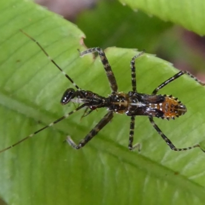 Reduviidae (family) (An assassin bug) at ANBG - 24 Dec 2019 by Christine