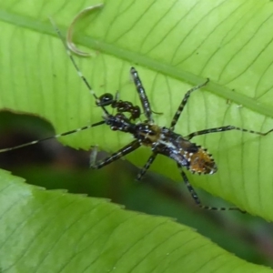 Reduviidae (family) at Acton, ACT - 24 Dec 2019 11:42 AM