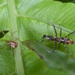 Reduviidae (family) at Acton, ACT - 24 Dec 2019