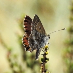 Neolucia hobartensis (Montane Heath-blue) at Cotter River, ACT - 26 Dec 2019 by JohnBundock