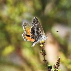 Neolucia hobartensis (Montane Heath-blue) at Cotter River, ACT - 26 Dec 2019 by JohnBundock