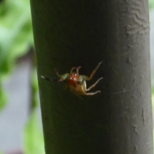 Prostheclina pallida at Acton, ACT - 24 Dec 2019