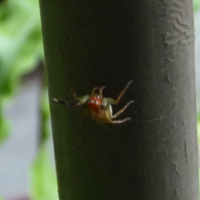 Prostheclina pallida (Orange jumping spider) at Acton, ACT - 24 Dec 2019 by Christine