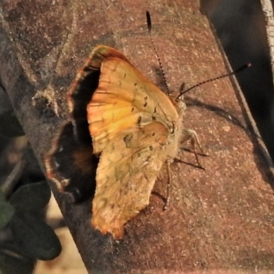 Paralucia aurifera (Bright Copper) at Paddys River, ACT - 26 Dec 2019 by JohnBundock