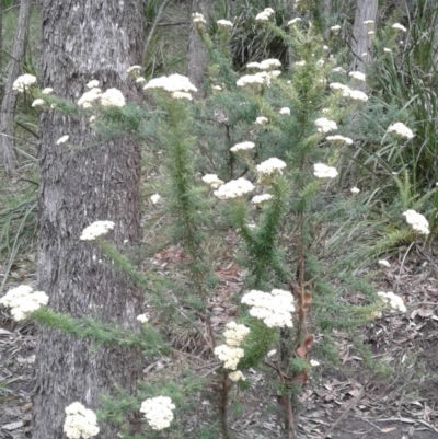 Cassinia aculeata (Common Cassinia) at Wingecarribee Local Government Area - 6 Dec 2017 by BillM