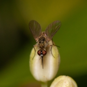 Geron sp. (genus) at Acton, ACT - 24 Dec 2019 12:13 PM