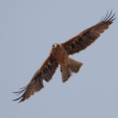 Hieraaetus morphnoides (Little Eagle) at Symonston, ACT - 23 Dec 2019 by rawshorty