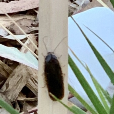 Blattodea (order) (Unidentified cockroach) at Weston, ACT - 26 Dec 2019 by AliceH