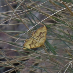 Chrysolarentia correlata at Cotter River, ACT - 27 Dec 2019