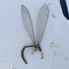 Myrmeleontidae (family) (Unidentified Antlion Lacewing) at Hughes, ACT - 26 Dec 2019 by ruthkerruish