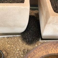 Tachyglossus aculeatus (Short-beaked Echidna) at Bungendore, NSW - 27 Dec 2019 by yellowboxwoodland