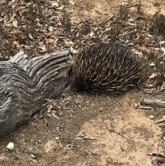 Tachyglossus aculeatus (Short-beaked Echidna) at Bungendore, NSW - 22 Dec 2019 by yellowboxwoodland