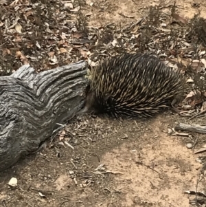 Tachyglossus aculeatus at Bungendore, NSW - 22 Dec 2019 12:49 PM