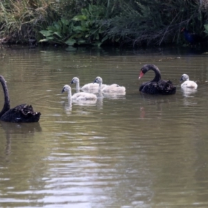 Cygnus atratus at Gungahlin, ACT - 27 Dec 2019