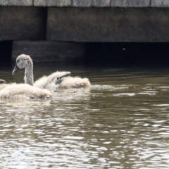 Cygnus atratus at Gungahlin, ACT - 27 Dec 2019