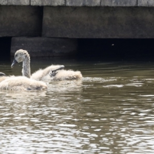 Cygnus atratus at Gungahlin, ACT - 27 Dec 2019