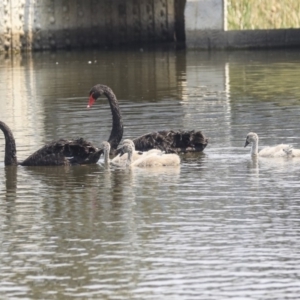 Cygnus atratus at Gungahlin, ACT - 27 Dec 2019