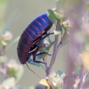 Melanozosteria sp. (genus) at Gungahlin, ACT - 27 Dec 2019