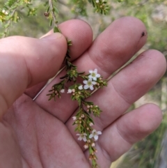 Baeckea utilis (Mountain Baeckea) at Tennent, ACT - 25 Dec 2019 by MattM