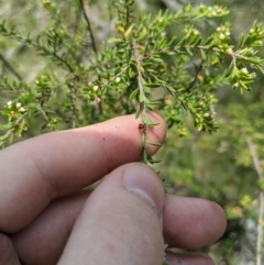 Baeckea utilis at Tennent, ACT - 25 Dec 2019 10:46 AM