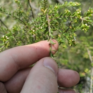 Baeckea utilis at Tennent, ACT - 25 Dec 2019 10:46 AM