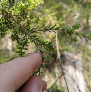 Baeckea utilis at Tennent, ACT - 25 Dec 2019 10:46 AM