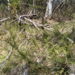 Baeckea utilis at Tennent, ACT - 25 Dec 2019 10:46 AM