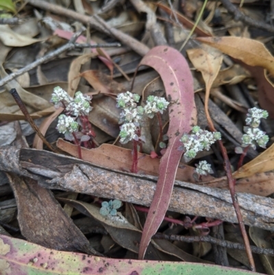 Poranthera microphylla (Small Poranthera) at Tennent, ACT - 25 Dec 2019 by MattM