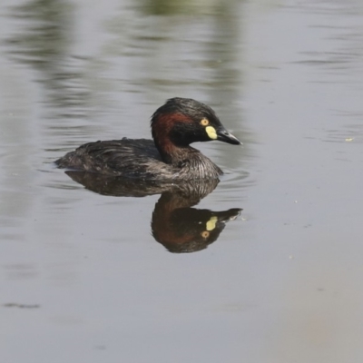 Tachybaptus novaehollandiae (Australasian Grebe) at Gungahlin, ACT - 27 Dec 2019 by Alison Milton