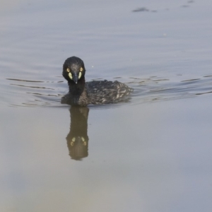 Tachybaptus novaehollandiae at Gungahlin, ACT - 27 Dec 2019 02:17 PM