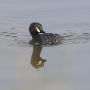 Tachybaptus novaehollandiae at Gungahlin, ACT - 27 Dec 2019