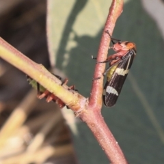 Eurymeloides pulchra (Gumtree hopper) at Gungahlin, ACT - 27 Dec 2019 by AlisonMilton