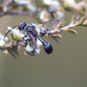 Isodontia sp. (genus) at Gungahlin, ACT - 27 Dec 2019