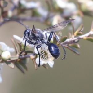 Isodontia sp. (genus) at Gungahlin, ACT - 27 Dec 2019