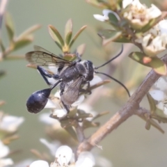 Isodontia sp. (genus) at Gungahlin, ACT - 27 Dec 2019