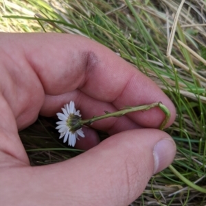 Brachyscome sp. at Tennent, ACT - 25 Dec 2019