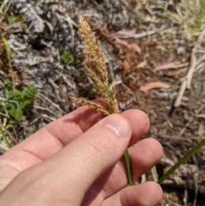 Carex appressa at Tennent, ACT - 25 Dec 2019 01:40 PM