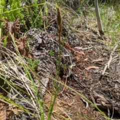 Carex appressa at Tennent, ACT - 25 Dec 2019 01:40 PM