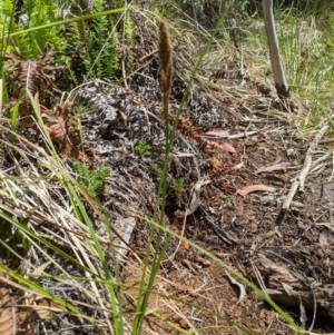 Carex appressa at Tennent, ACT - 25 Dec 2019 01:40 PM