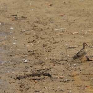 Gallinago hardwickii at Dunlop, ACT - 27 Dec 2019