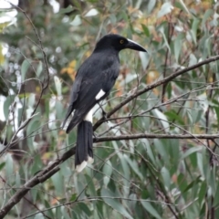 Strepera graculina (Pied Currawong) at Alpine - 25 Oct 2017 by JanHartog