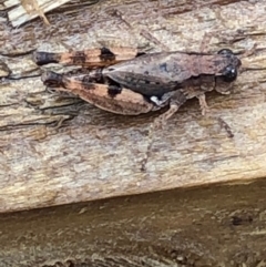 Phaulacridium vittatum (Wingless Grasshopper) at Monash, ACT - 26 Dec 2019 by jackQ