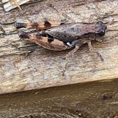 Phaulacridium vittatum (Wingless Grasshopper) at Monash, ACT - 26 Dec 2019 by jackQ