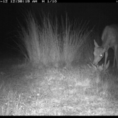 Dama dama (Fallow Deer) at Michelago, NSW - 11 Dec 2019 by Illilanga