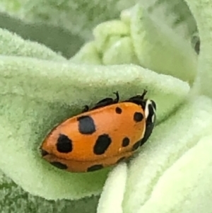 Hippodamia variegata at Monash, ACT - 15 Dec 2019 10:45 AM