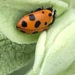 Hippodamia variegata at Monash, ACT - 15 Dec 2019 10:45 AM