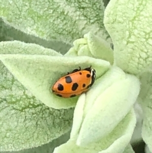 Hippodamia variegata at Monash, ACT - 15 Dec 2019