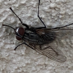 Muscidae (family) (Unidentified muscid fly) at Monash, ACT - 12 Dec 2019 by jackQ