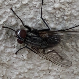 Muscidae (family) at Monash, ACT - 12 Dec 2019